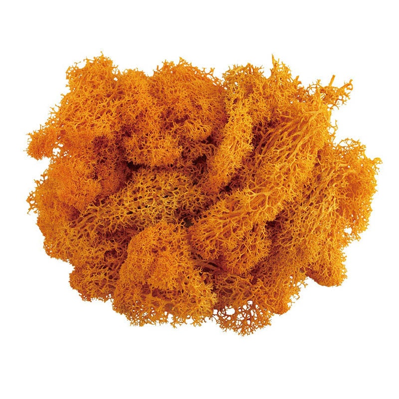 モノ・インターナショナル MONO　プリザーブドフラワー GPM-08　アイランドモス オレンジ 1袋（ご注文単位1袋）【直送品】