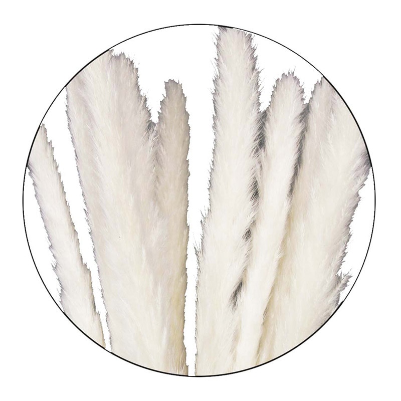 モノ・インターナショナル MONO ドライフラワー GPDTE-01 テールリード ホワイト 1袋(ご注文単位1袋)【直送品】