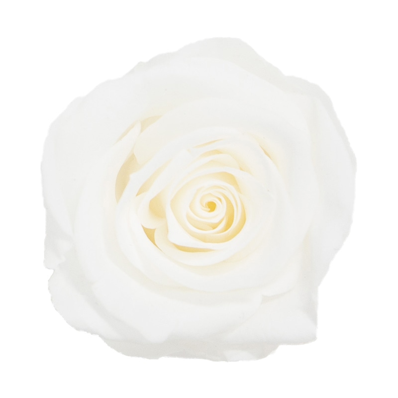 モノ・インターナショナル MONO プリザーブドフラワー GPリサローズ ピュアホワイト GP910-00 1箱(ご注文単位1箱)【直送品】