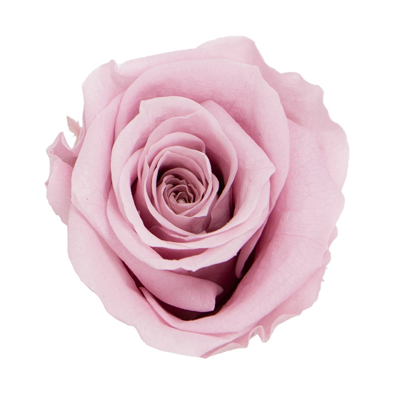 モノ・インターナショナル MONO プリザーブドフラワー GPリサローズ モーヴピンク GP910-51 1箱(ご注文単位1箱)【直送品】