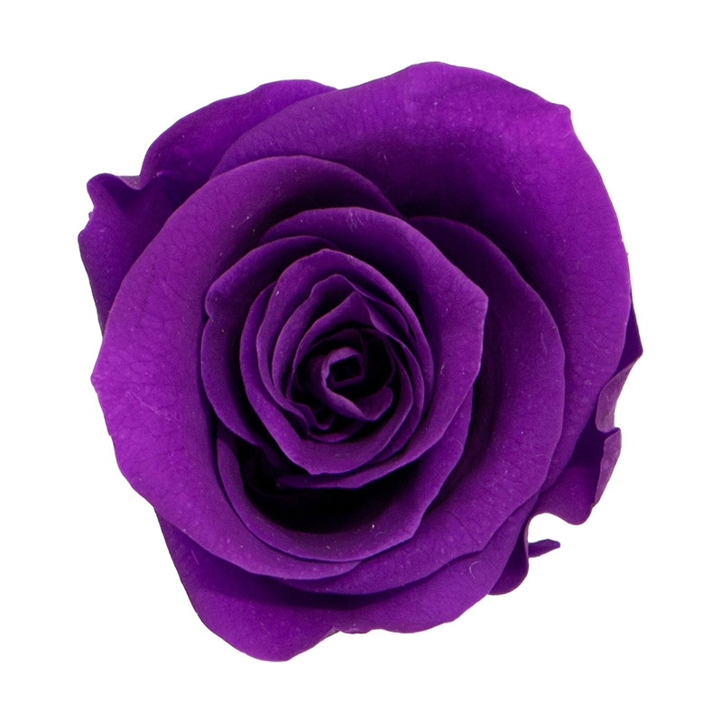 モノ・インターナショナル MONO プリザーブドフラワー GPリサローズ ライトグレープ GP910-53 1箱(ご注文単位1箱)【直送品】