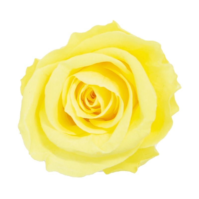 モノ・インターナショナル MONO プリザーブドフラワー GPリサローズ レモンイエロー GP910-54 1箱(ご注文単位1箱)【直送品】