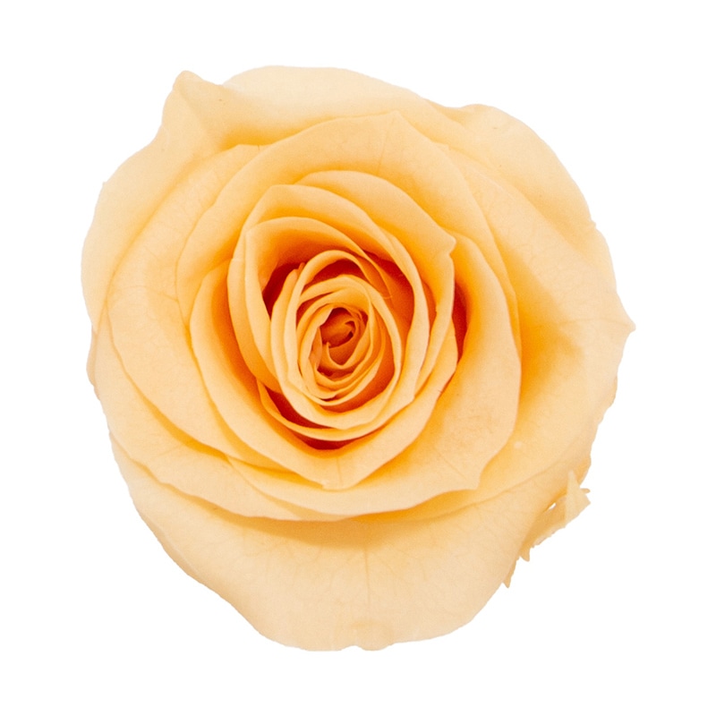 モノ・インターナショナル MONO プリザーブドフラワー GPリサローズ ピーチ GP910-56 1箱(ご注文単位1箱)【直送品】