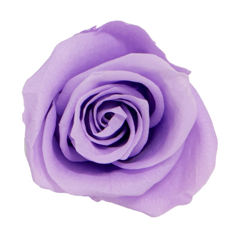 モノ・インターナショナル MONO プリザーブドフラワー GPリサローズ ライラック GP910-57 1箱(ご注文単位1箱)【直送品】