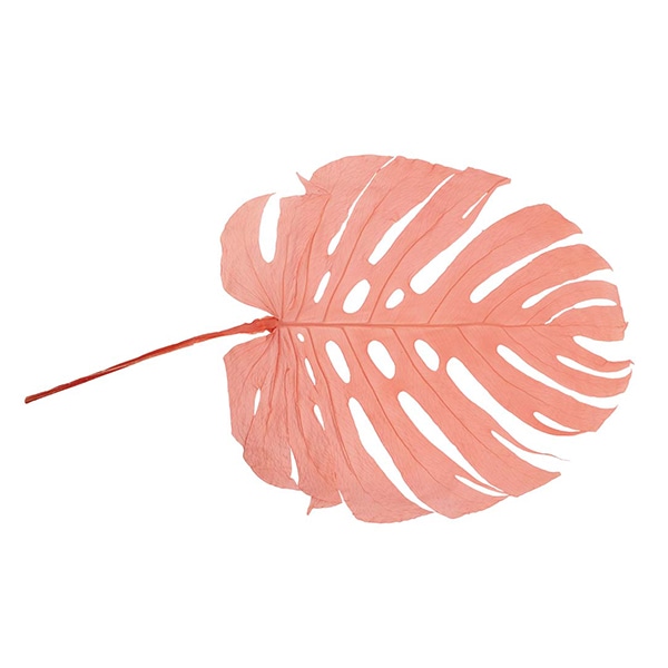 モノ・インターナショナル MONO　プリザーブドフラワー GPMO-02　モンステラ ピンク 1束（ご注文単位1束）【直送品】