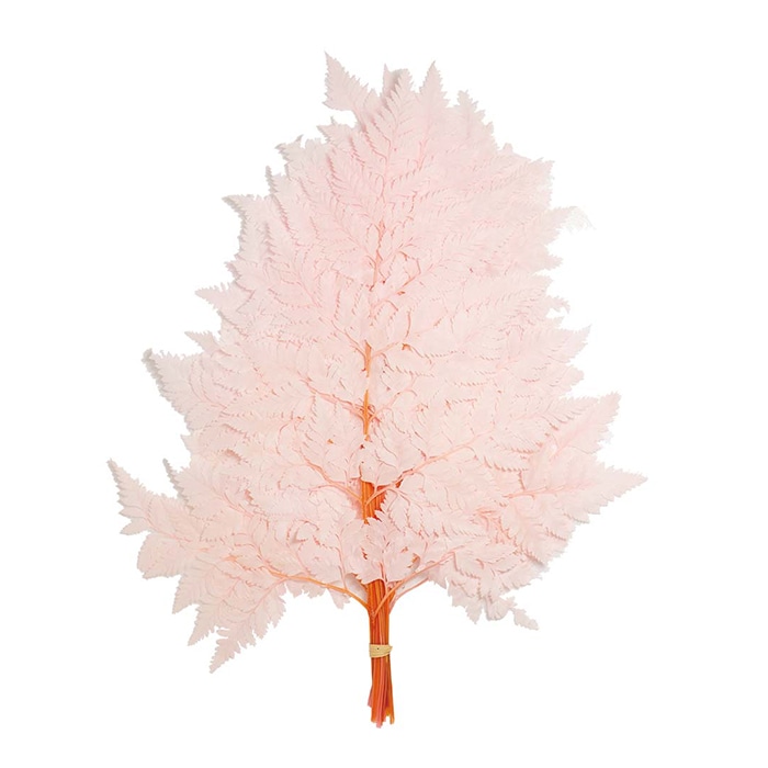 モノ・インターナショナル MONO　プリザーブドフラワー GPSN-03　シノブ ピンク 1束（ご注文単位1束）【直送品】