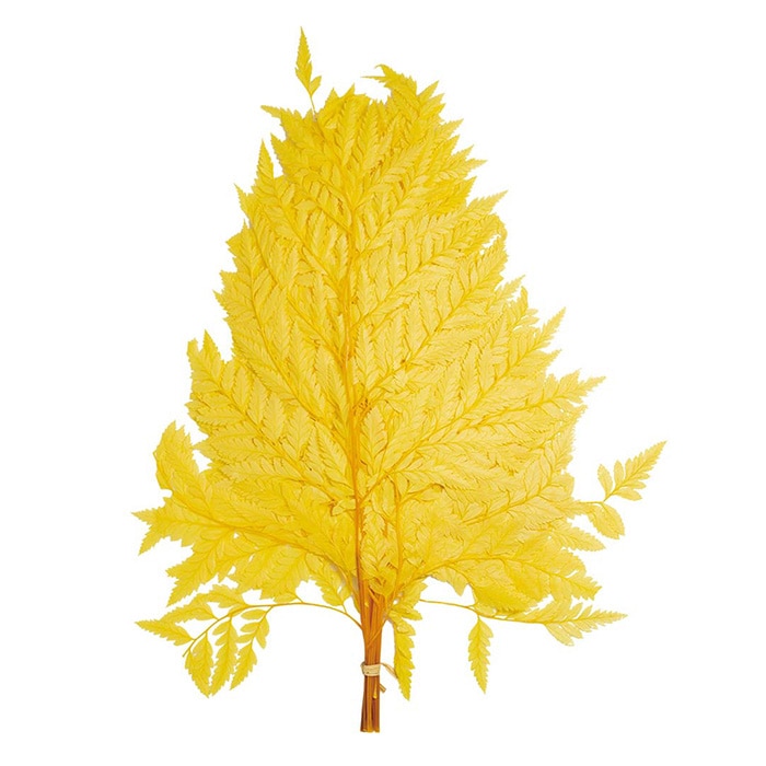 モノ・インターナショナル MONO　プリザーブドフラワー GPSN-04　シノブ イエロー 1束（ご注文単位1束）【直送品】