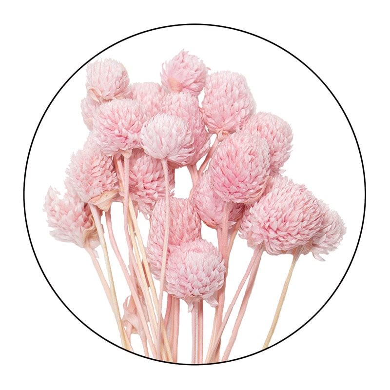 モノ・インターナショナル MONO　プリザーブドフラワー GPSE-02　千日紅　ステム付 ピンク 1束（ご注文単位1束）【直送品】