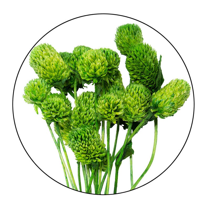 モノ・インターナショナル MONO　プリザーブドフラワー GPSE-03　千日紅　ステム付 グリーン 1袋（ご注文単位1袋）【直送品】