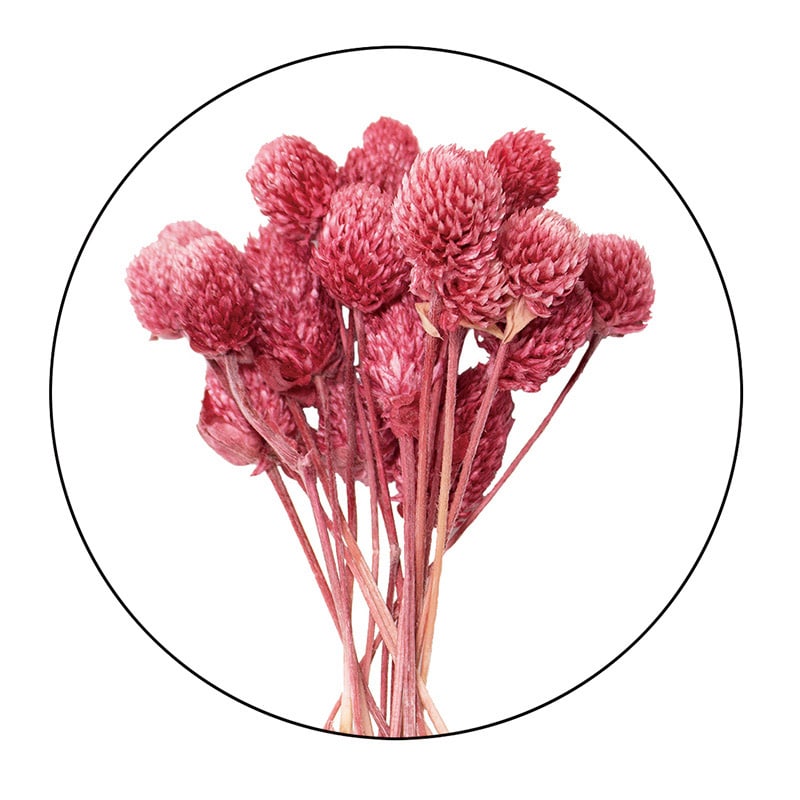 モノ・インターナショナル MONO　プリザーブドフラワー GPSE-04　千日紅　ステム付 レッド 1袋（ご注文単位1袋）【直送品】