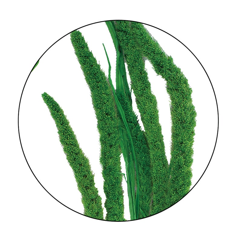 モノ・インターナショナル MONO　プリザーブドフラワー GPAW-02　粟 ライトグリーン 1袋（ご注文単位1袋）【直送品】