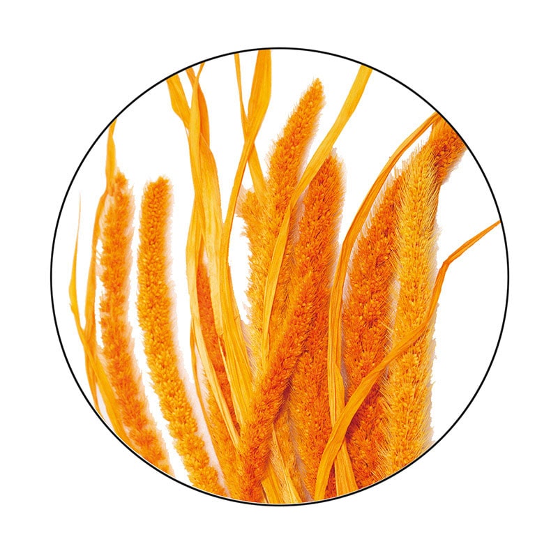 モノ・インターナショナル MONO　プリザーブドフラワー GPAW-05　粟 オレンジ 1袋（ご注文単位1袋）【直送品】