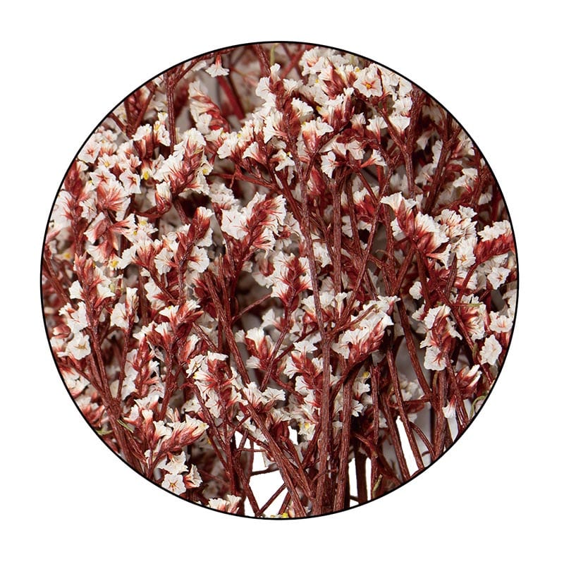 モノ・インターナショナル MONO　プリザーブドフラワー GPSS-02　リモニューム 白／レッド 1袋（ご注文単位1袋）【直送品】