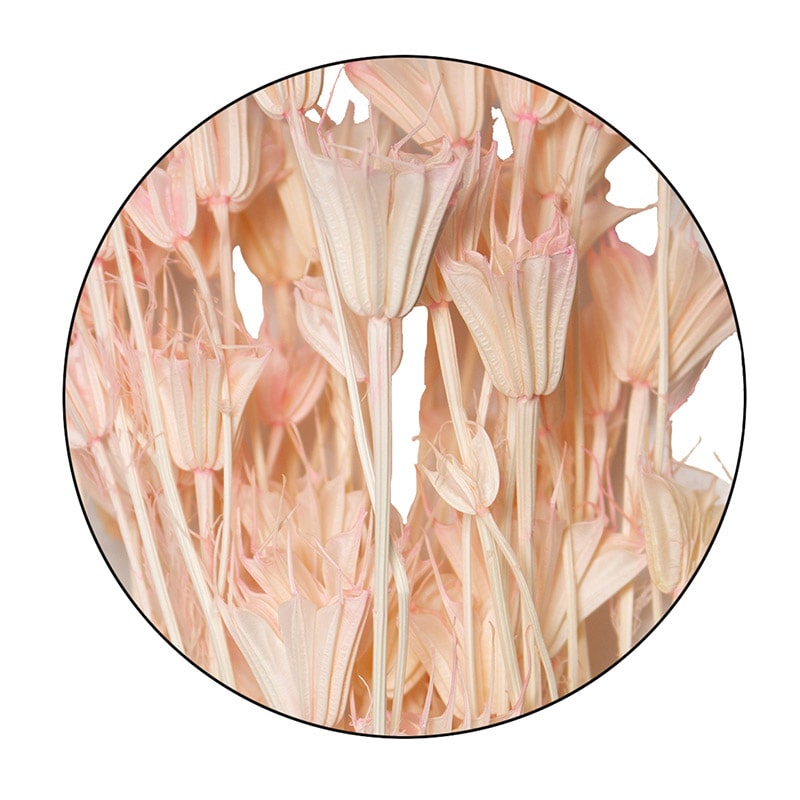 モノ・インターナショナル MONO　ドライフラワー GPDN-02　ニゲラオリエンタルス ピンク 1袋（ご注文単位1袋）【直送品】