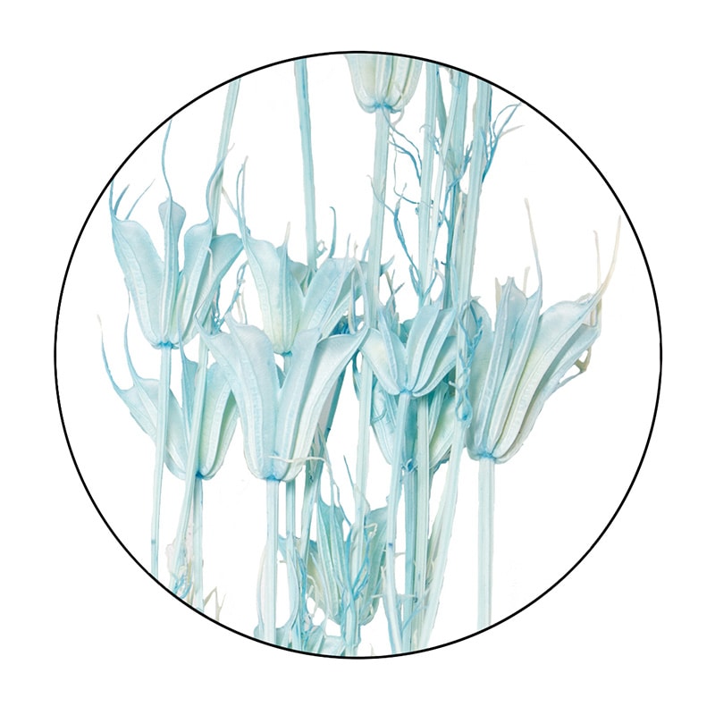 モノ・インターナショナル MONO ドライフラワー GPDN-03 ニゲラオリエンタルス ライトブルー 1袋(ご注文単位1袋)【直送品】