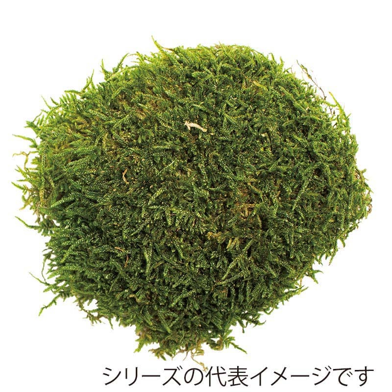 モノ・インターナショナル CANOPY　プリザーブドフラワー 96112　フラットモス グリーン　小箱 1箱（ご注文単位1箱）【直送品】
