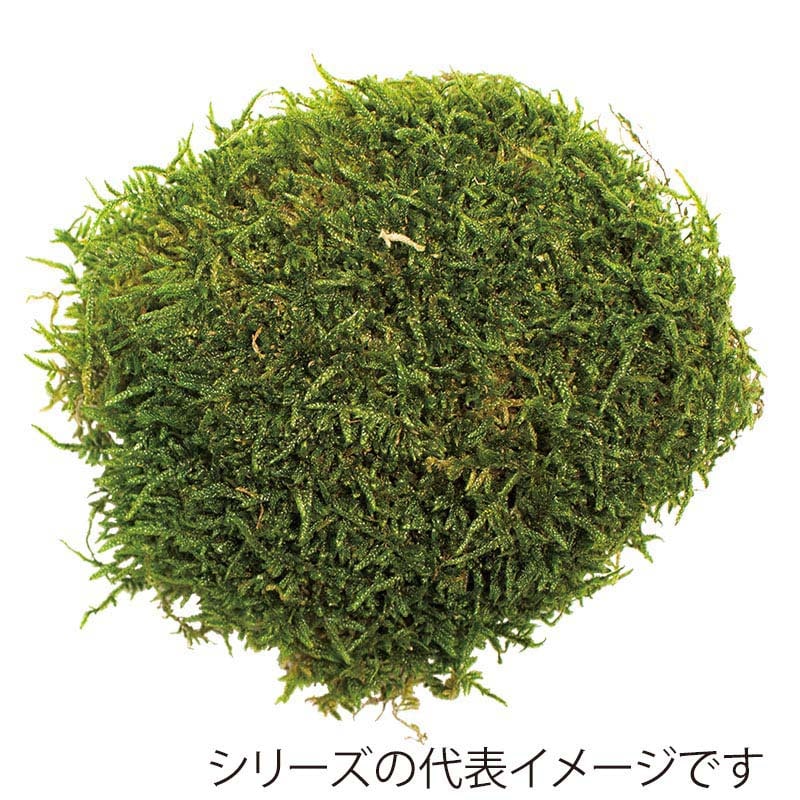 モノ・インターナショナル CANOPY　プリザーブドフラワー 96113　フラットモス グリーン　中箱 1箱（ご注文単位1箱）【直送品】