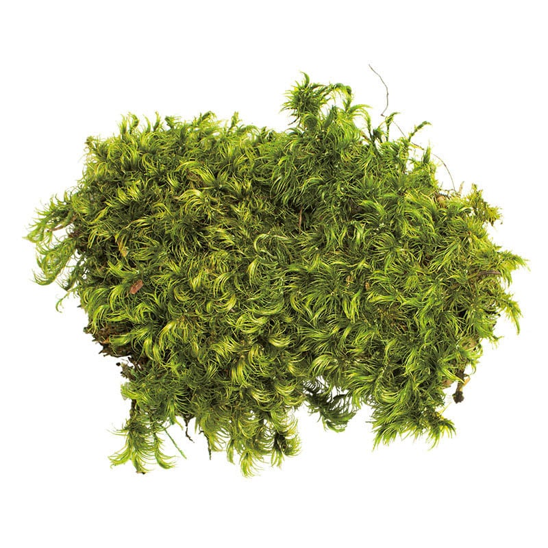 モノ・インターナショナル CANOPY　プリザーブドフラワー 96122　ヘアーモス グリーン　小箱 1箱（ご注文単位1箱）【直送品】