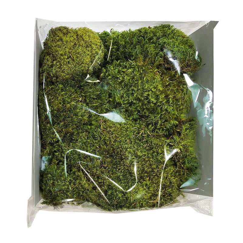 モノ・インターナショナル CANOPY　プリザーブドフラワー 96123　ヘアーモス グリーン　中箱 1箱（ご注文単位1箱）【直送品】