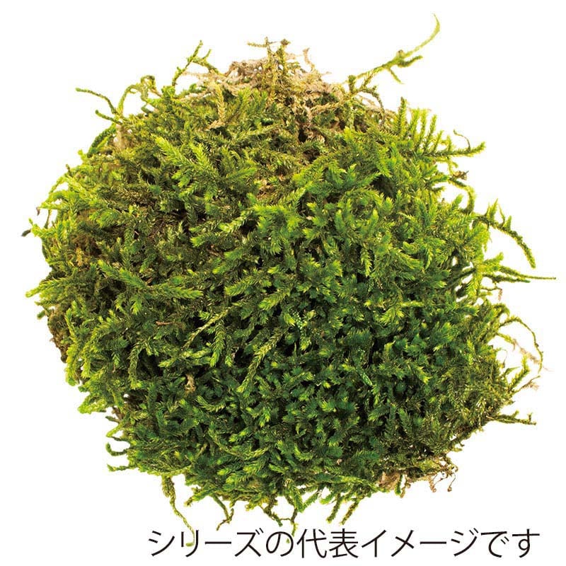 モノ・インターナショナル CANOPY　プリザーブドフラワー 96132　ロングモス グリーン　小箱 1箱（ご注文単位1箱）【直送品】