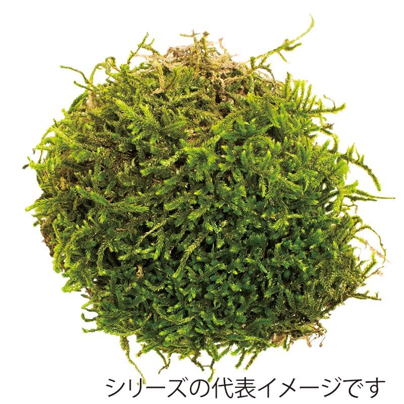 モノ・インターナショナル CANOPY　プリザーブドフラワー 96133　ロングモス グリーン　中箱 1箱（ご注文単位1箱）【直送品】