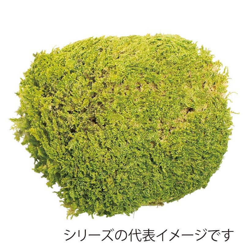 モノ・インターナショナル CANOPY　プリザーブドフラワー 96142　ロックモス グリーン　小箱 1箱（ご注文単位1箱）【直送品】