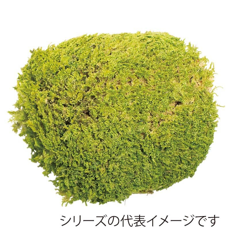 モノ・インターナショナル CANOPY　プリザーブドフラワー 96143　ロックモス グリーン　中箱 1箱（ご注文単位1箱）【直送品】