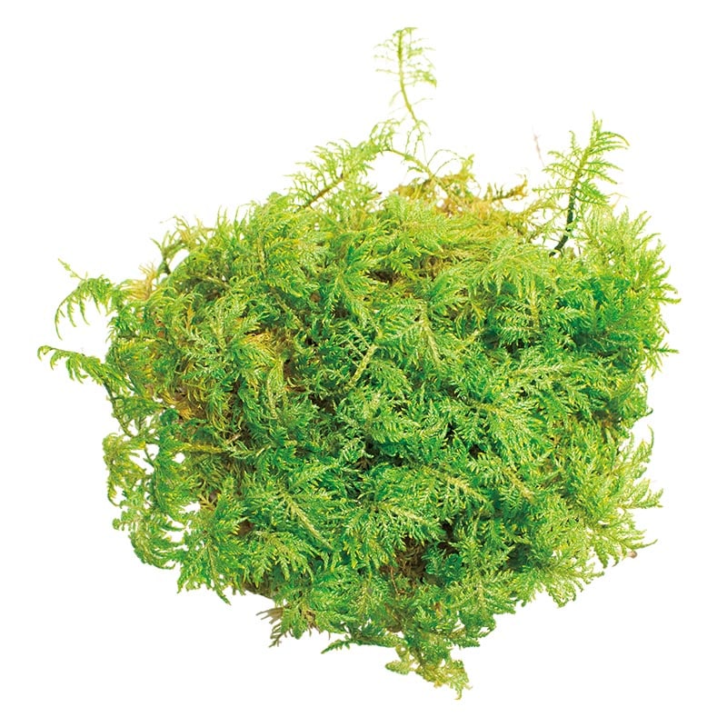 モノ・インターナショナル CANOPY　プリザーブドフラワー 96152　ファーンモス グリーン　小箱 1箱（ご注文単位1箱）【直送品】