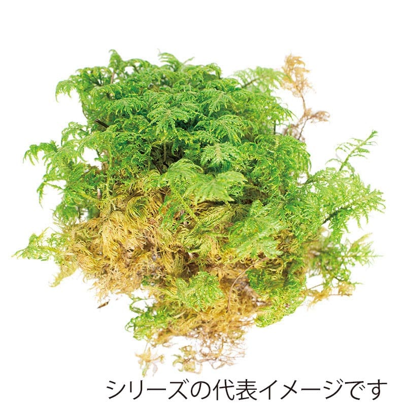 モノ・インターナショナル CANOPY　プリザーブドフラワー 96153　ファーンモス グリーン　中箱 1箱（ご注文単位1箱）【直送品】