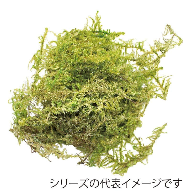 モノ・インターナショナル CANOPY　プリザーブドフラワー 96162　スターモス グリーン　小箱 1箱（ご注文単位1箱）【直送品】