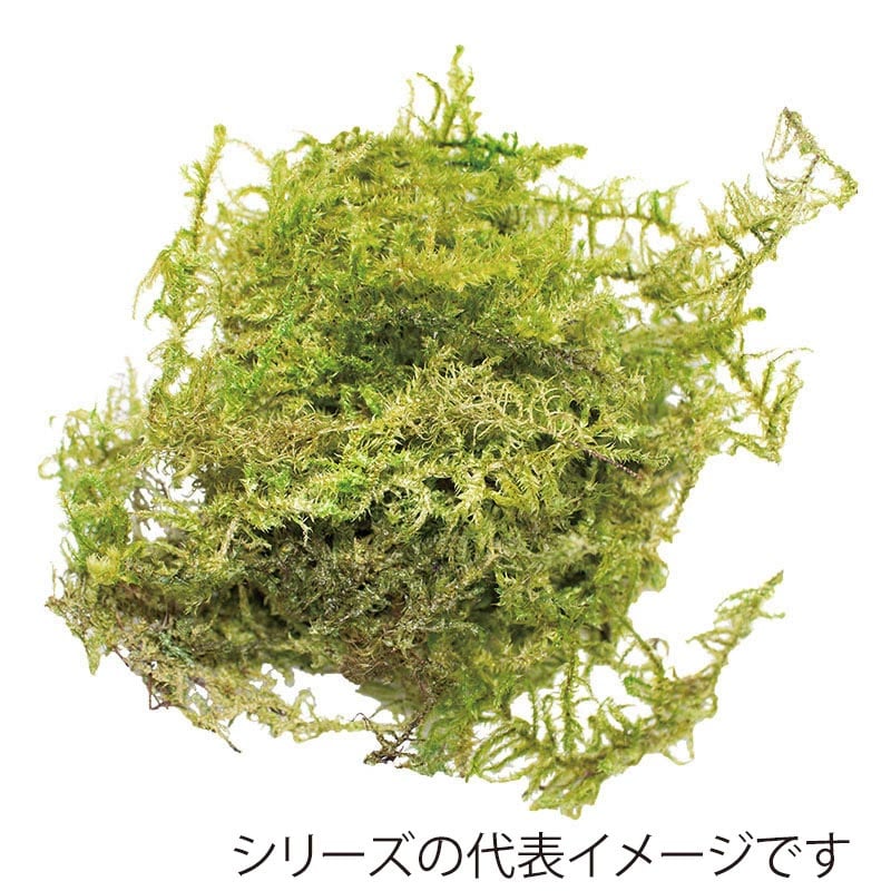 モノ・インターナショナル CANOPY　プリザーブドフラワー 96163　スターモス グリーン　中箱 1箱（ご注文単位1箱）【直送品】