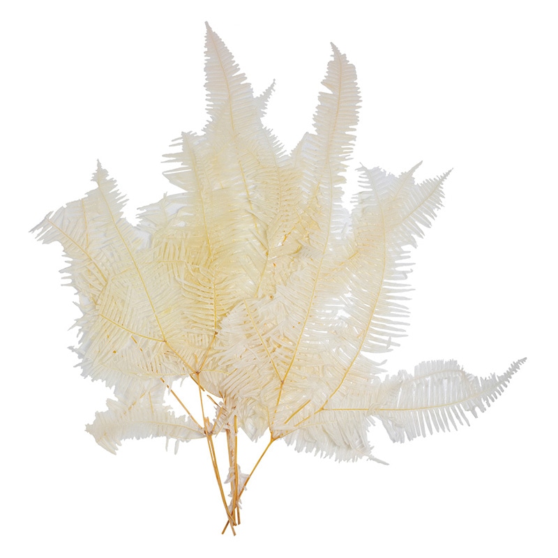 モノ・インターナショナル MONO　プリザーブドフラワー GPKS-05　コシダ ナチュラル 1束（ご注文単位1束）【直送品】