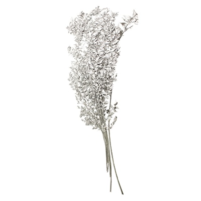 モノ・インターナショナル MONO　プリザーブドフラワー GPRU-53　ルスカス　小葉 シルバー 1束（ご注文単位1束）【直送品】