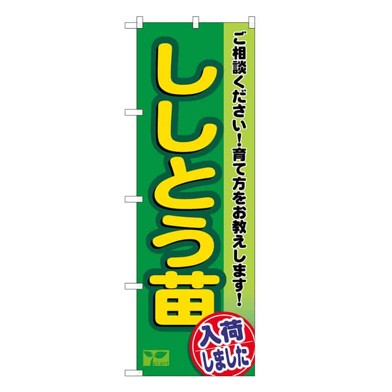 P・O・Pプロダクツ のぼり ししとう苗入荷しました 58957 1枚（ご注文単位1枚）【直送品】