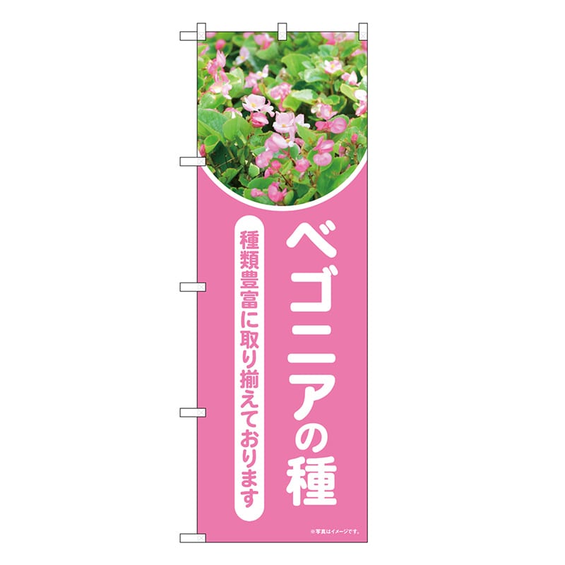 P・O・Pプロダクツ のぼり ベゴニアの種 ピンク 写真 OTM 84239 1枚（ご注文単位1枚）【直送品】