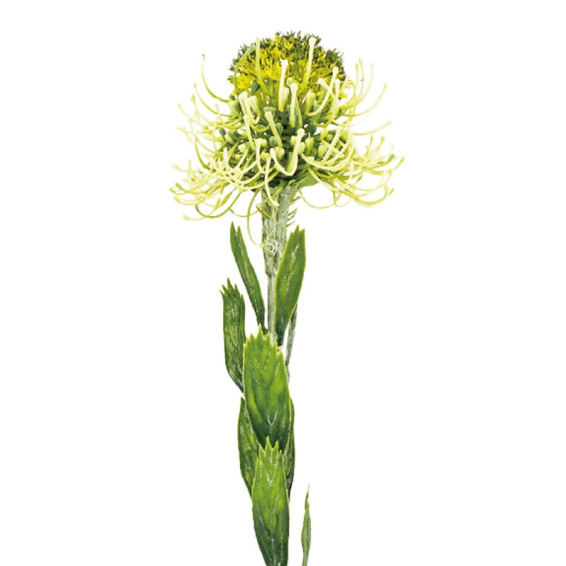 紅石 アートフラワー ピンクッション グリーン K-691-13 1本（ご注文単位12本）【直送品】