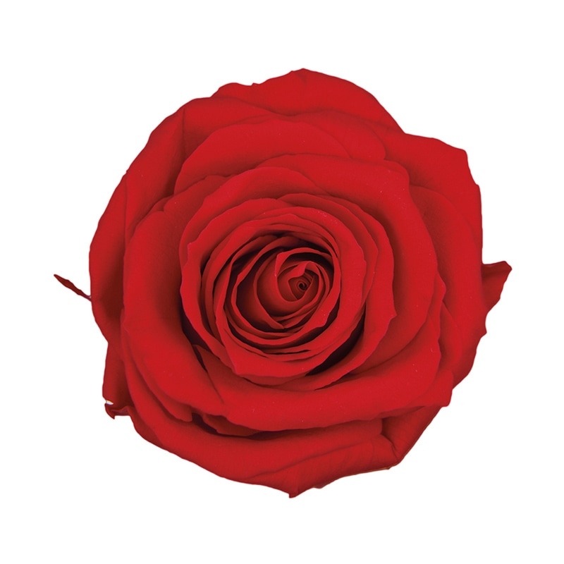 フロールエバー プリザーブドフラワー　プレミアムローズ チェリーレッド FL0900-05 3輪/箱（ご注文単位1箱）【直送品】