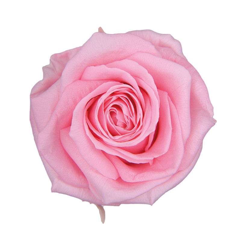 フロールエバー プリザーブドフラワー　プレミアムローズ ベイビーピンク FL0900-07 3輪/箱（ご注文単位1箱）【直送品】