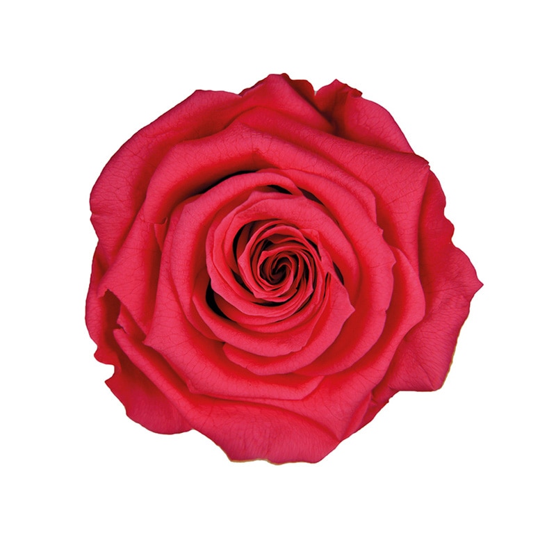 フロールエバー プリザーブドフラワー　プレミアムローズ ホットピンク FL0900-08 3輪/箱（ご注文単位1箱）【直送品】