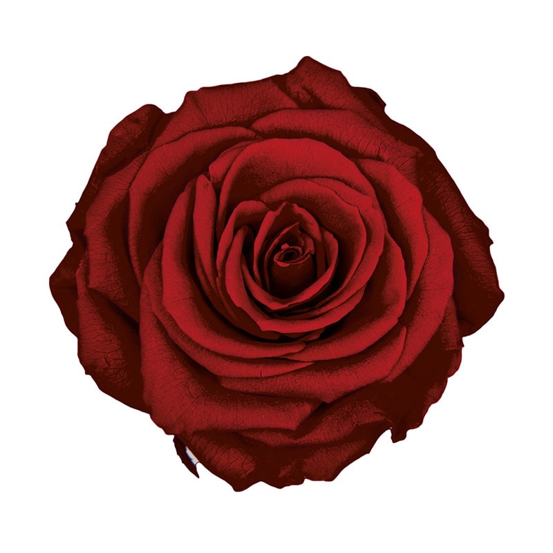 フロールエバー プリザーブドフラワー　プレミアムローズ ワイン FL0900-10 3輪/箱（ご注文単位1箱）【直送品】