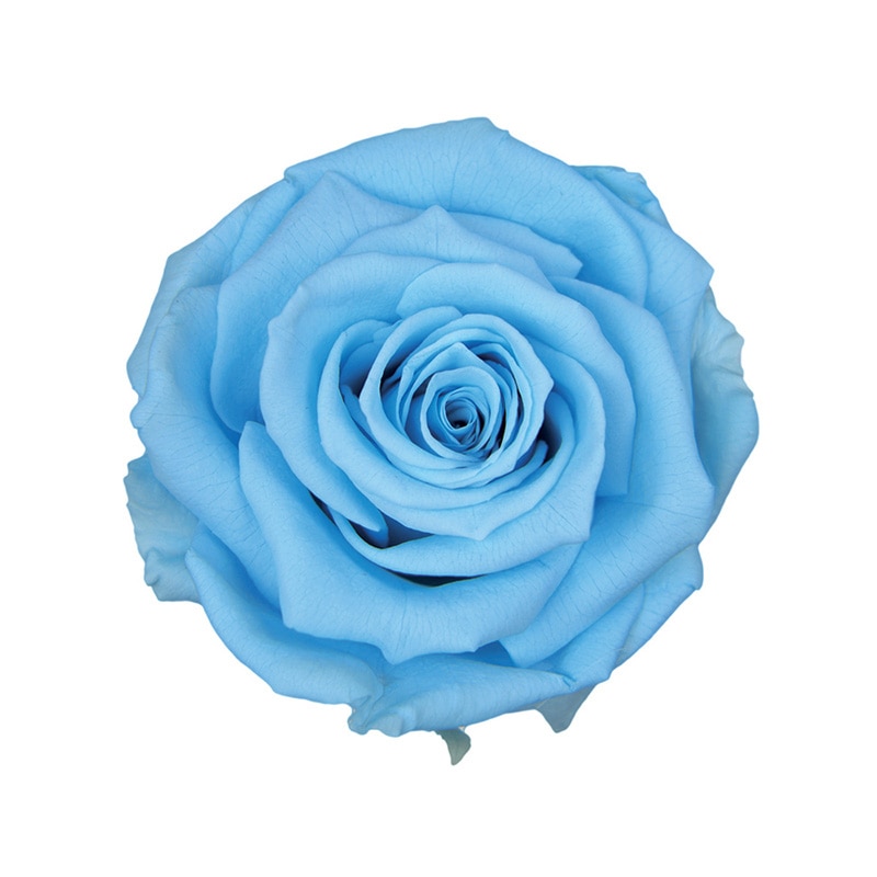 フロールエバー プリザーブドフラワー　プレミアムローズ パウダーブルー FL0900-13 3輪/箱（ご注文単位1箱）【直送品】