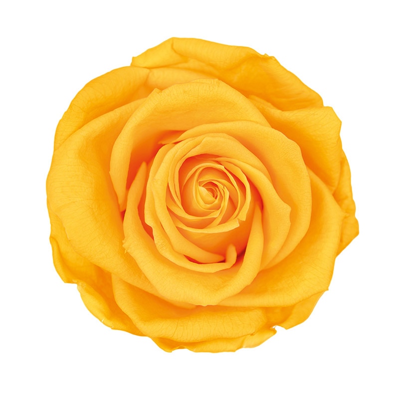 フロールエバー プリザーブドフラワー　プレミアムローズ ゴールデンイエロー FL0900-17 3輪/箱（ご注文単位1箱）【直送品】