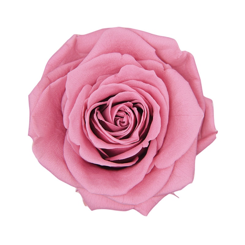 フロールエバー プリザーブドフラワー　プレミアムローズ チェリーブロッサム FL0900-20 3輪/箱（ご注文単位1箱）【直送品】