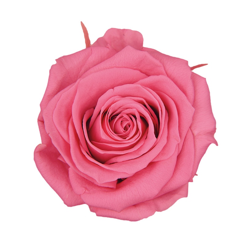 フロールエバー プリザーブドフラワー　プレミアムローズ ニューヨークピンク FL0900-22 3輪/箱（ご注文単位1箱）【直送品】