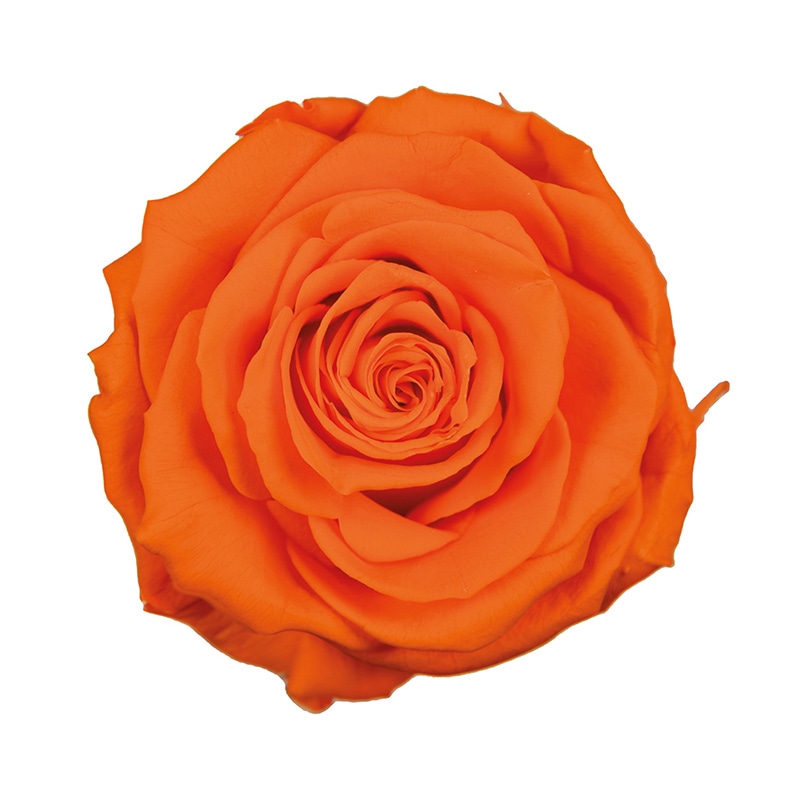 フロールエバー プリザーブドフラワー　プレミアムローズ タンジェリンオレンジ FL0900-29 3輪/箱（ご注文単位1箱）【直送品】
