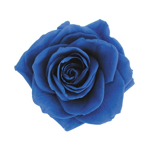 フロールエバー プリザーブドフラワー　プレミアムローズ グランブルー FL0900-12 3輪/箱（ご注文単位1箱）【直送品】