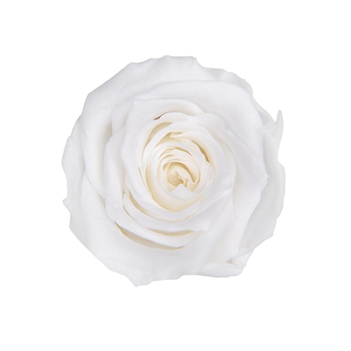 フロールエバー プリザーブドフラワー　ベイビーローズ パールホワイト FL050-01 12輪/箱（ご注文単位1箱）【直送品】