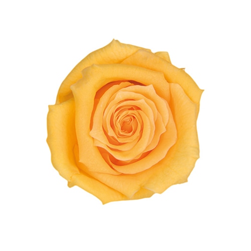 フロールエバー プリザーブドフラワー　ベイビーローズ イエロー FL050-02 12輪/箱（ご注文単位1箱）【直送品】