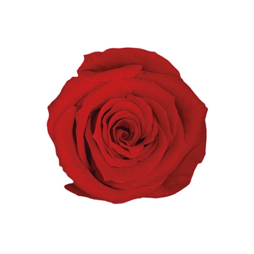 フロールエバー プリザーブドフラワー　ベイビーローズ チェリーレッド FL050-05 12輪/箱（ご注文単位1箱）【直送品】