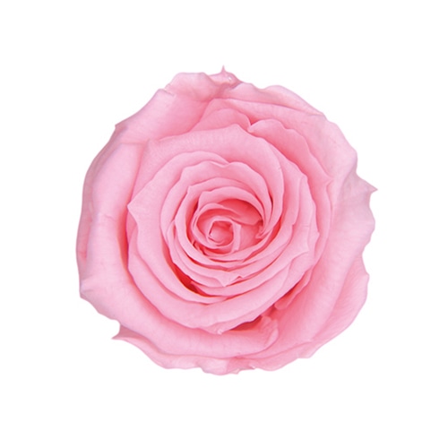 フロールエバー プリザーブドフラワー　ベイビーローズ ベイビーピンク FL050-07 12輪/箱（ご注文単位1箱）【直送品】